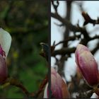 Magnolien-Schieber