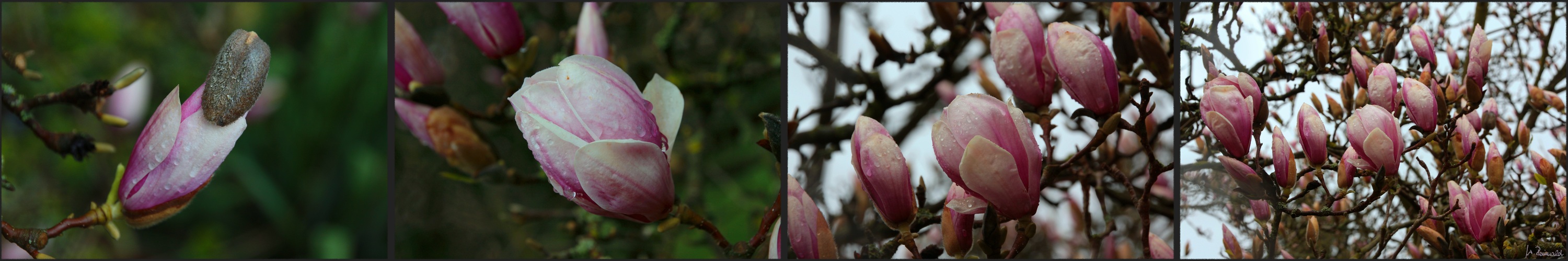 Magnolien-Schieber