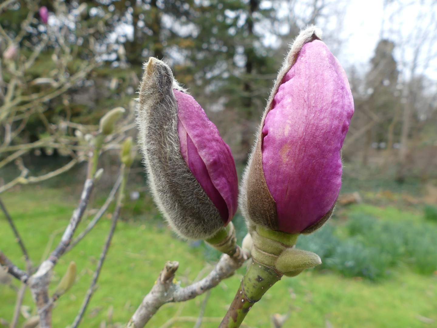 Magnolien sind prächtige Frühblüher 