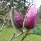 Magnolien sind prächtige Frühblüher 