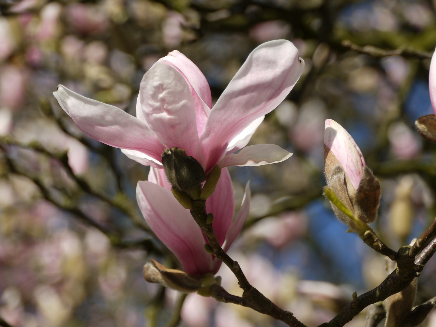 Magnolien stehen für Anmut, Schönheit und wahre Liebe