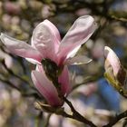 Magnolien stehen für Anmut, Schönheit und wahre Liebe