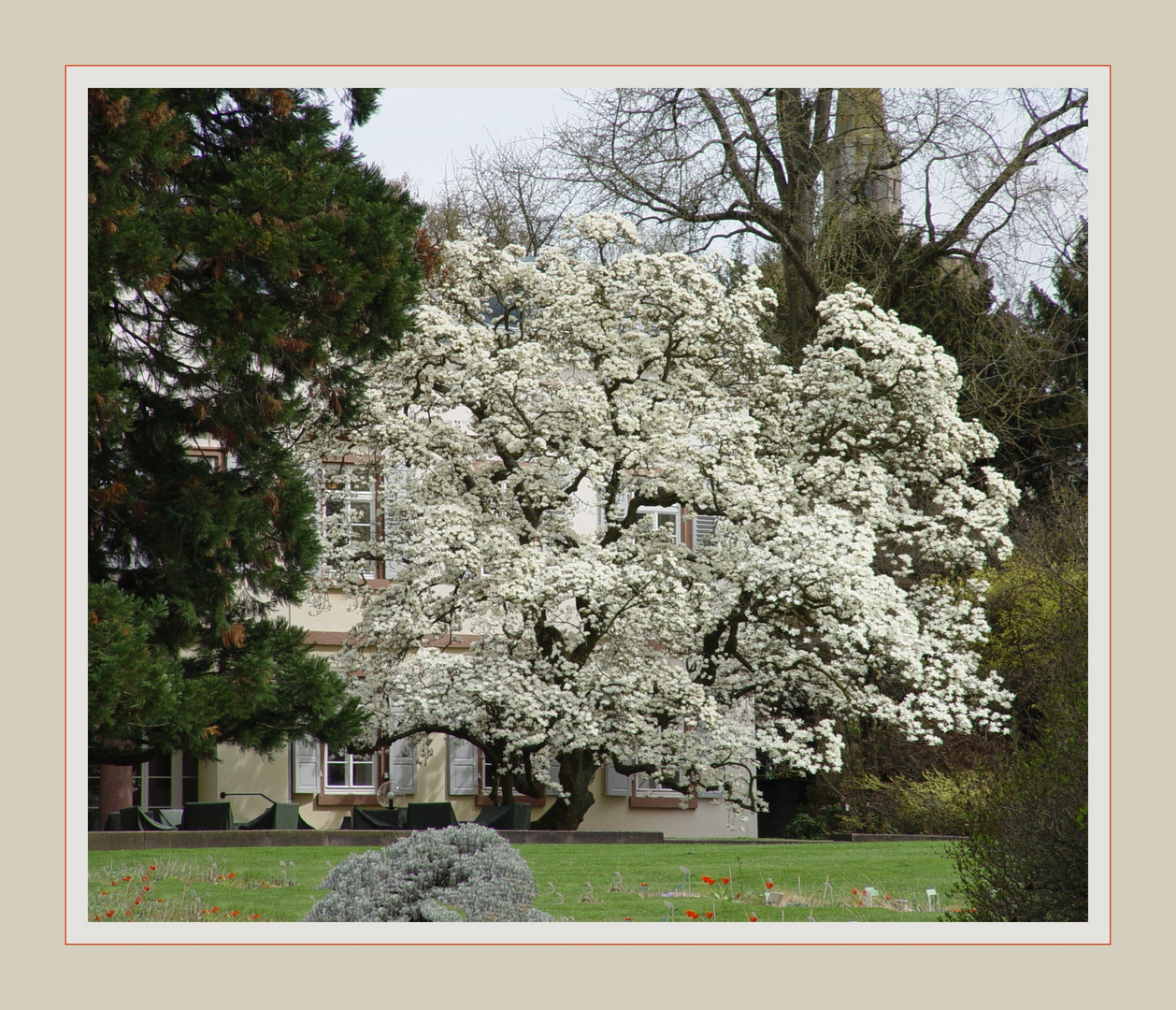 Magnolien - Traum - Baum