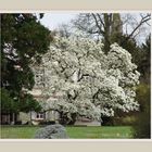 Magnolien - Traum - Baum