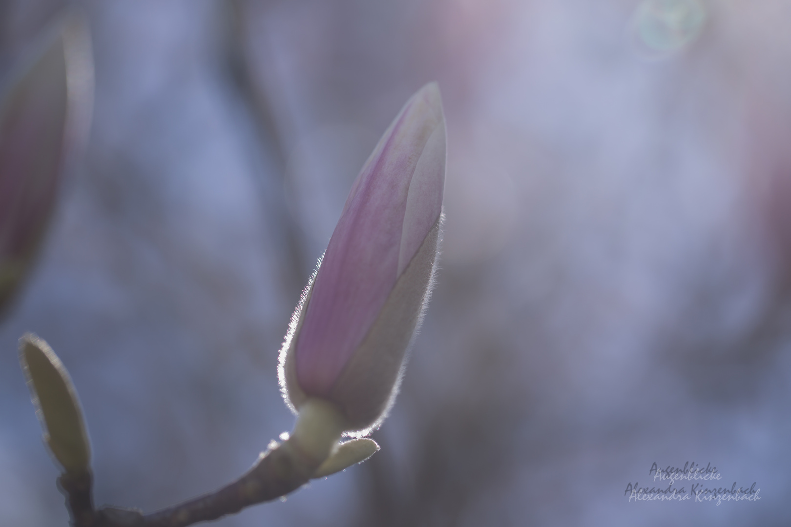 Magnolien: Traumhafte Frühlingsblüher