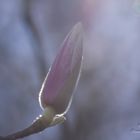 Magnolien: Traumhafte Frühlingsblüher