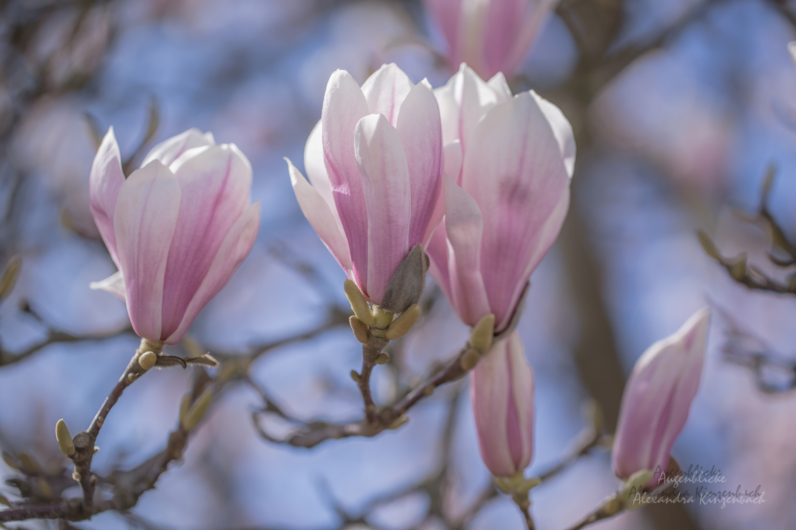 Magnolien: Traumhafte Frühlingsblüher II