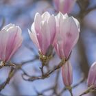 Magnolien: Traumhafte Frühlingsblüher II