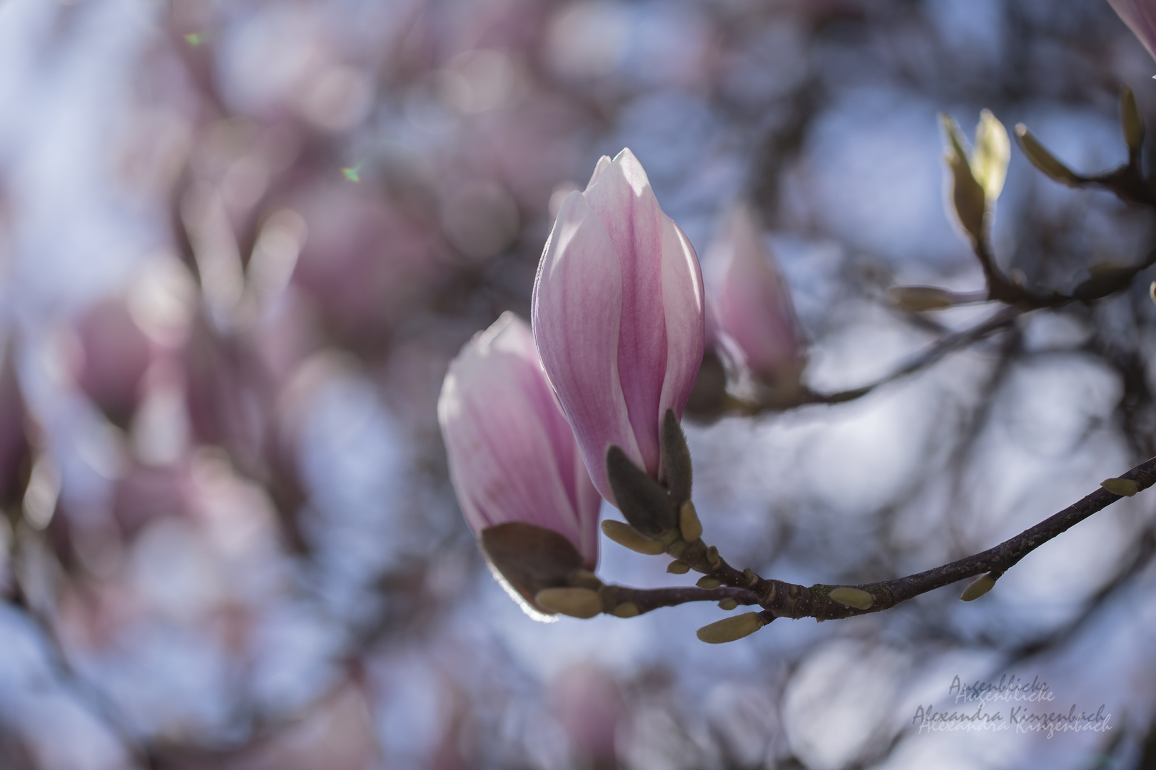 Magnolien: Traumhafte Frühlingsblüher III