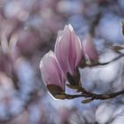 Magnolien: Traumhafte Frühlingsblüher III