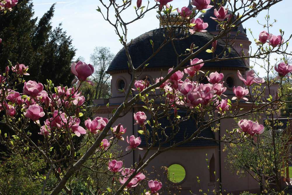 Magnolien und Moschee