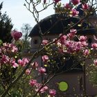 Magnolien und Moschee