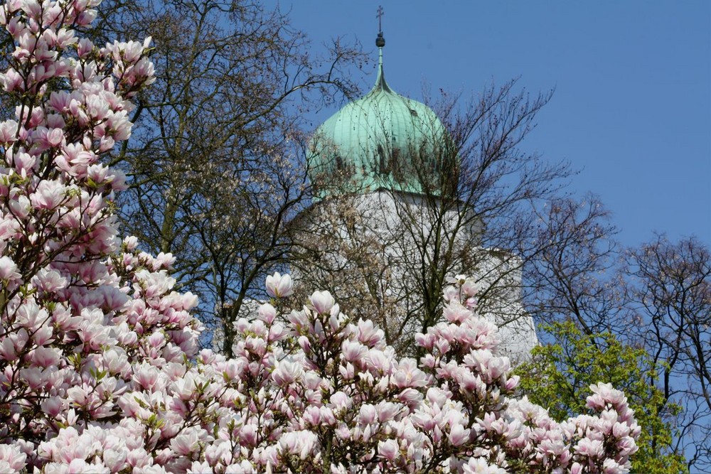 Magnolien unter dem Dom