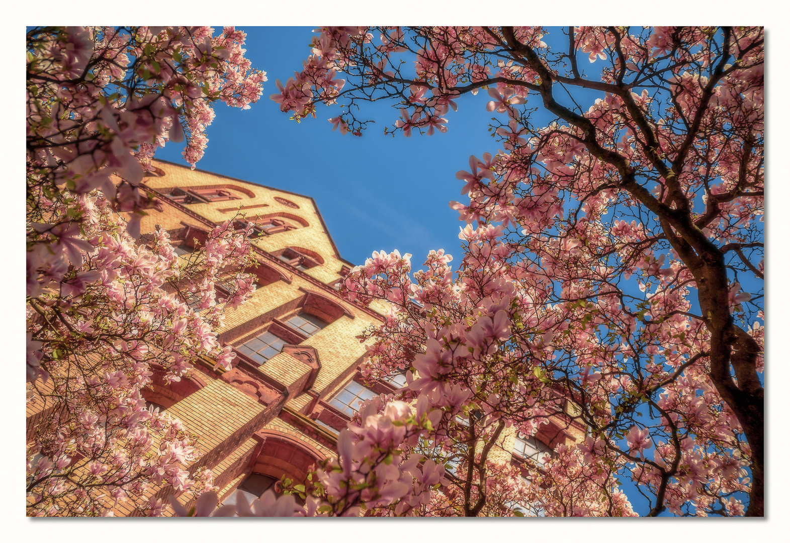 Magnolien vor dem Fachbereich 02 der Wirtschaftswissenschaft