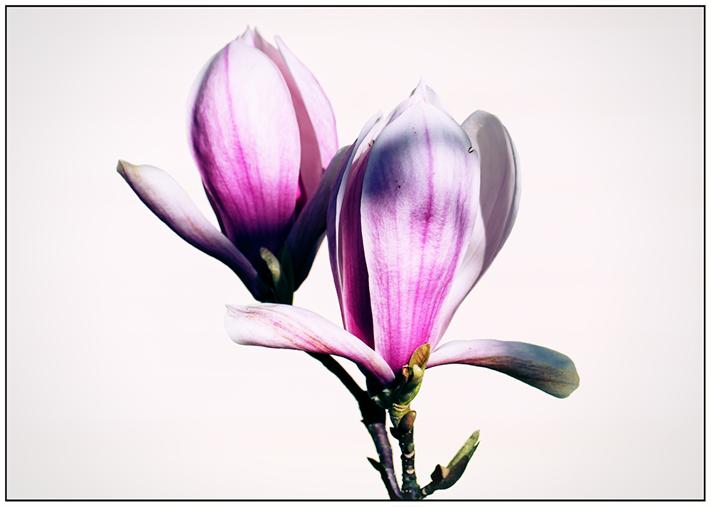 Magnolien vor dem hellen Haus an einem Sonntag im April