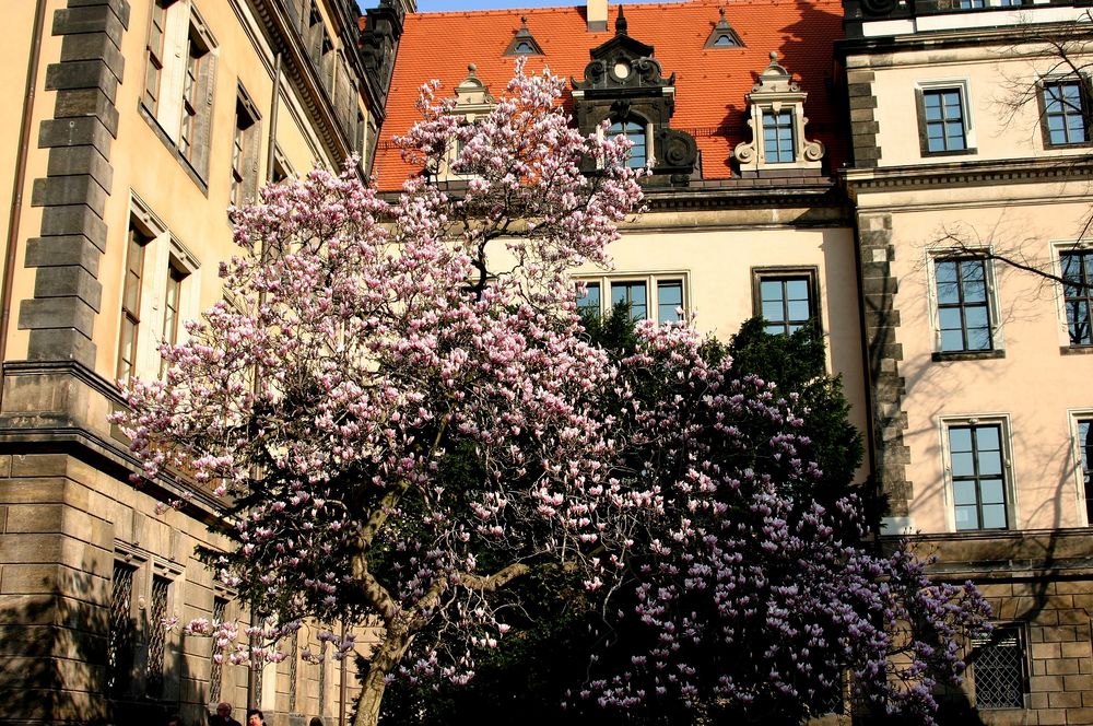 Magnolien vor den "Grünen Gewölbe" in DD