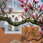 Magnolien vor der Villa Rauch