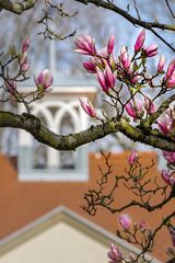 Magnolien vor der Villa Rauch