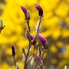 Magnolien vor Ginster