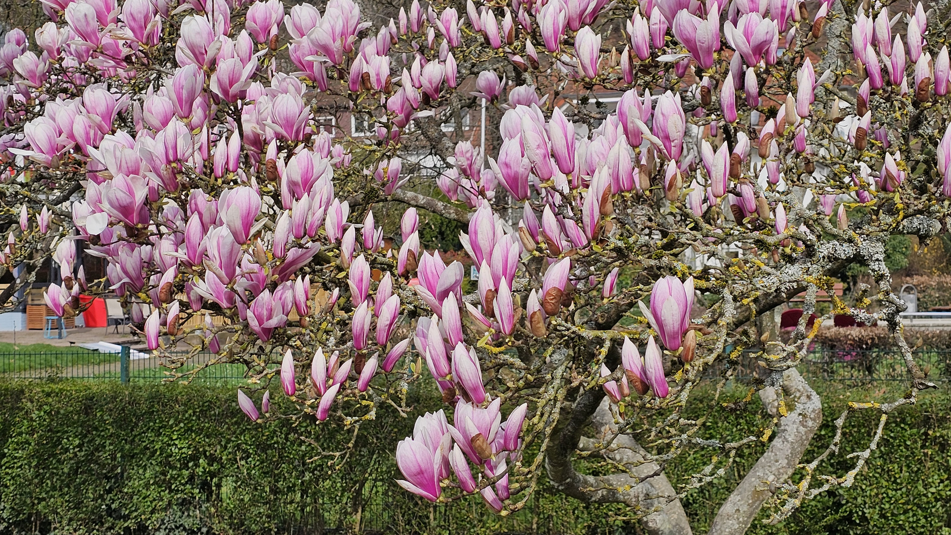 Magnolien Vorboten des Frühlings