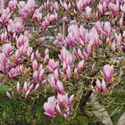 Magnolien Vorboten des Frühlings