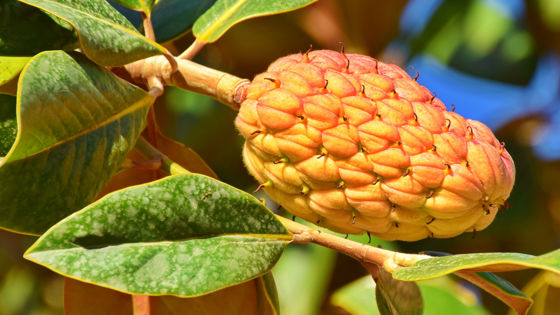 Magnolien Zapfen