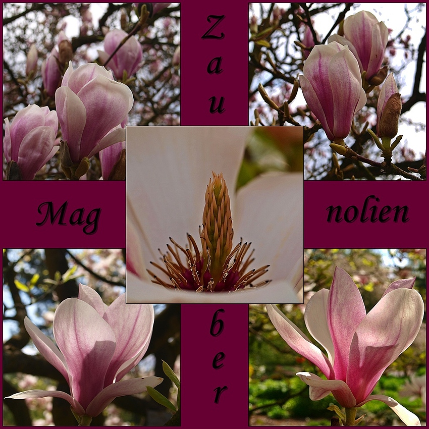 Magnolien-Zauber