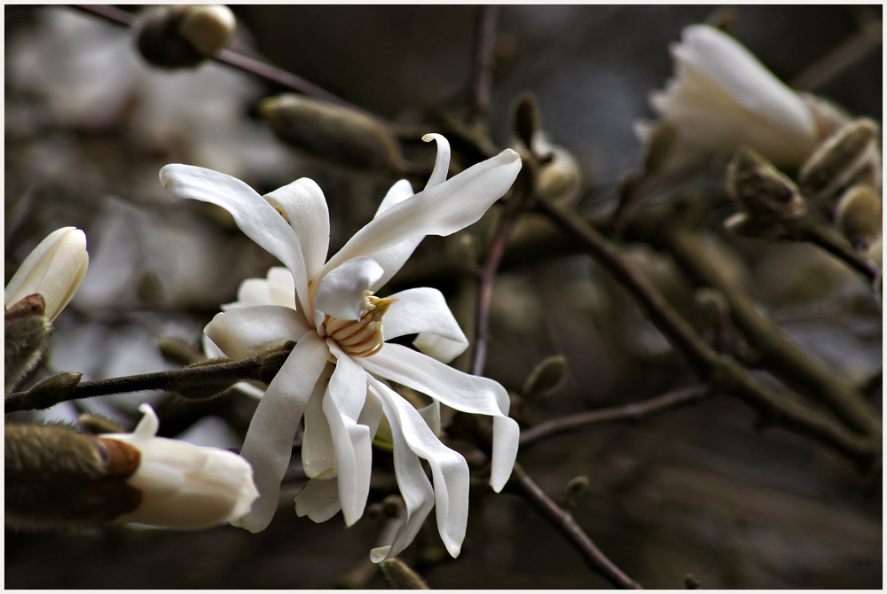 Magnolien Zeit