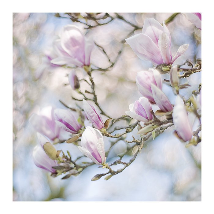 magnolien-zeit°°