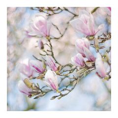 magnolien-zeit°°