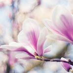magnolien-zeit°