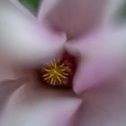 Magnolienart