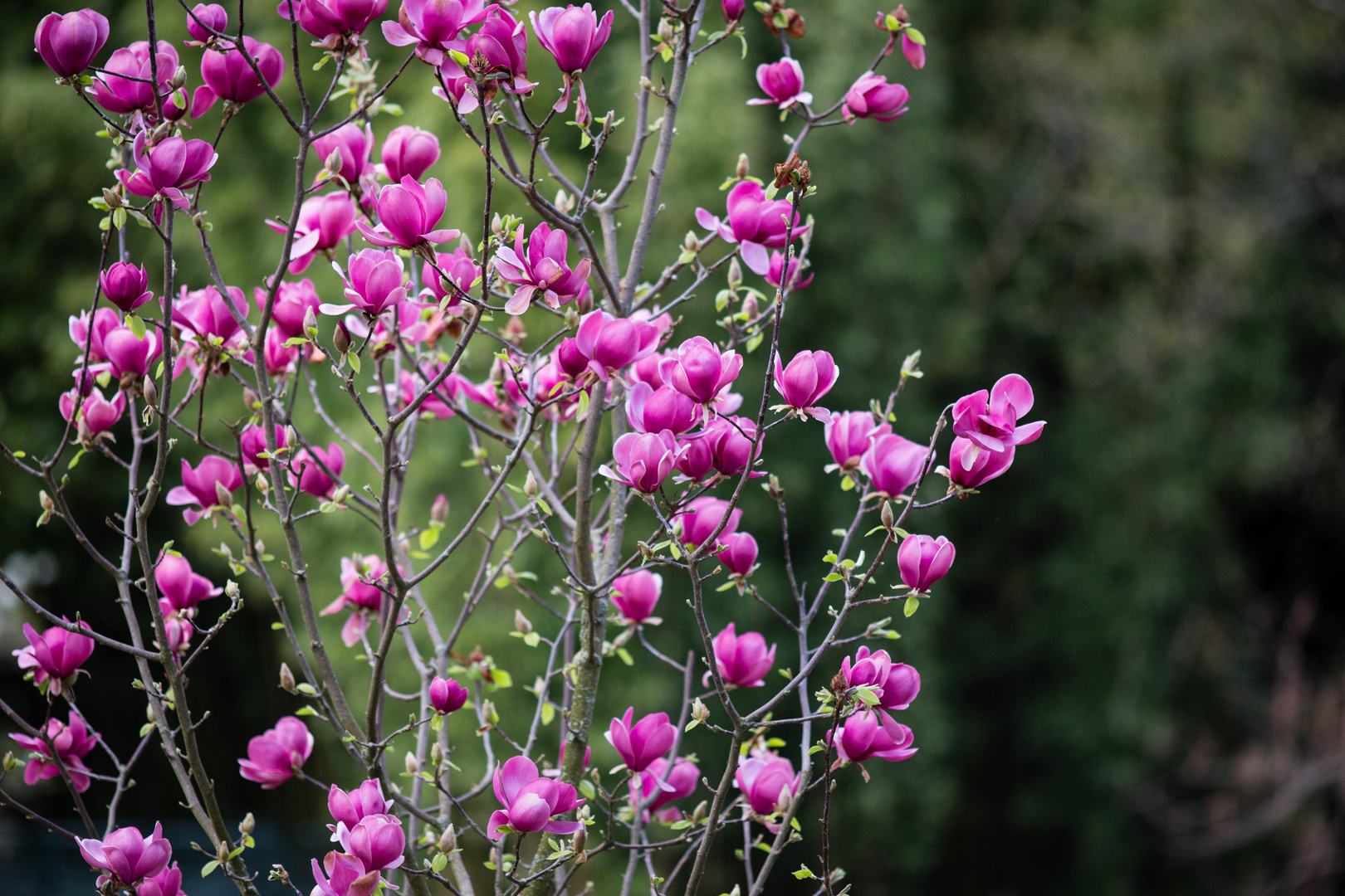 Magnolienbäumchen 2019