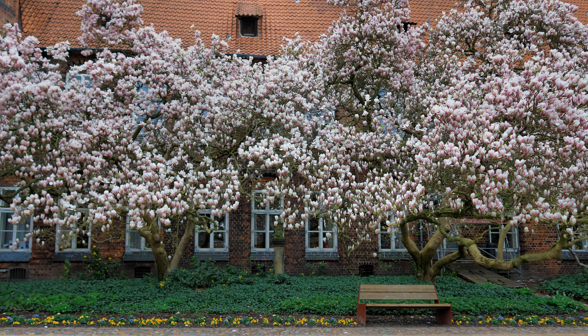 ....Magnolienbäume 