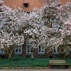 ....Magnolienbäume 