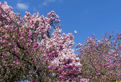 Magnolienbäume