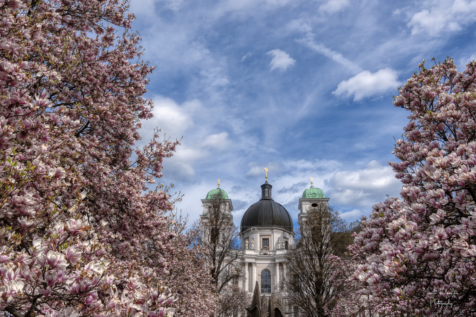 Magnolienbäume in Salzburg