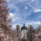 Magnolienbäume in Salzburg