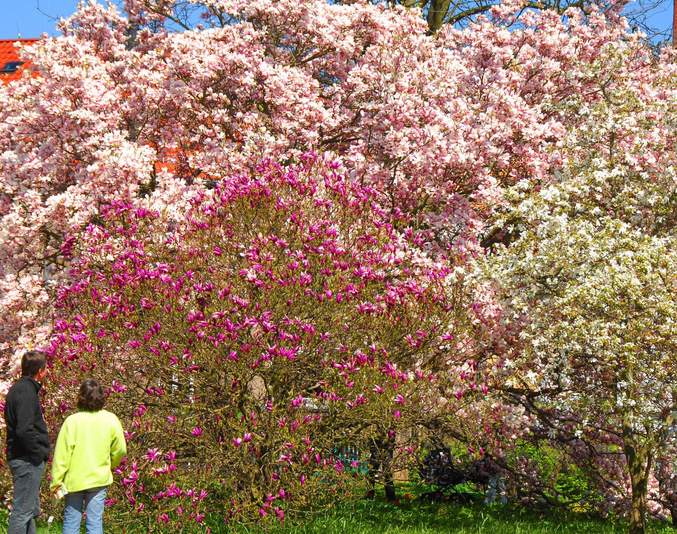 Magnolienbaum