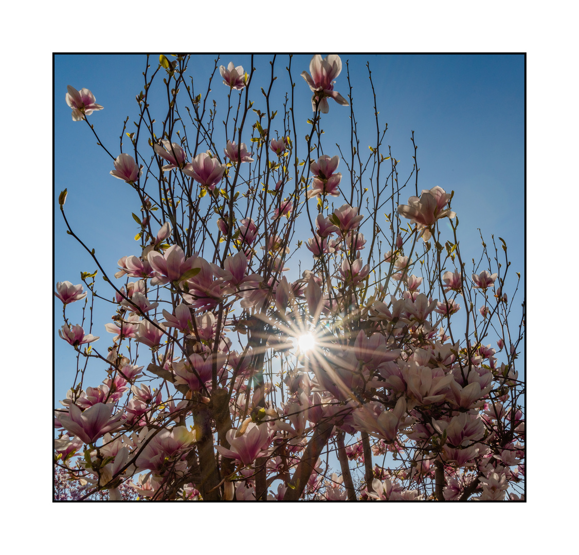 Magnolienbaum 03/2022