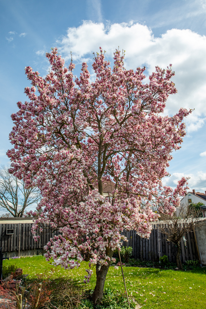 Magnolienbaum