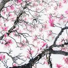 magnolienbaum 