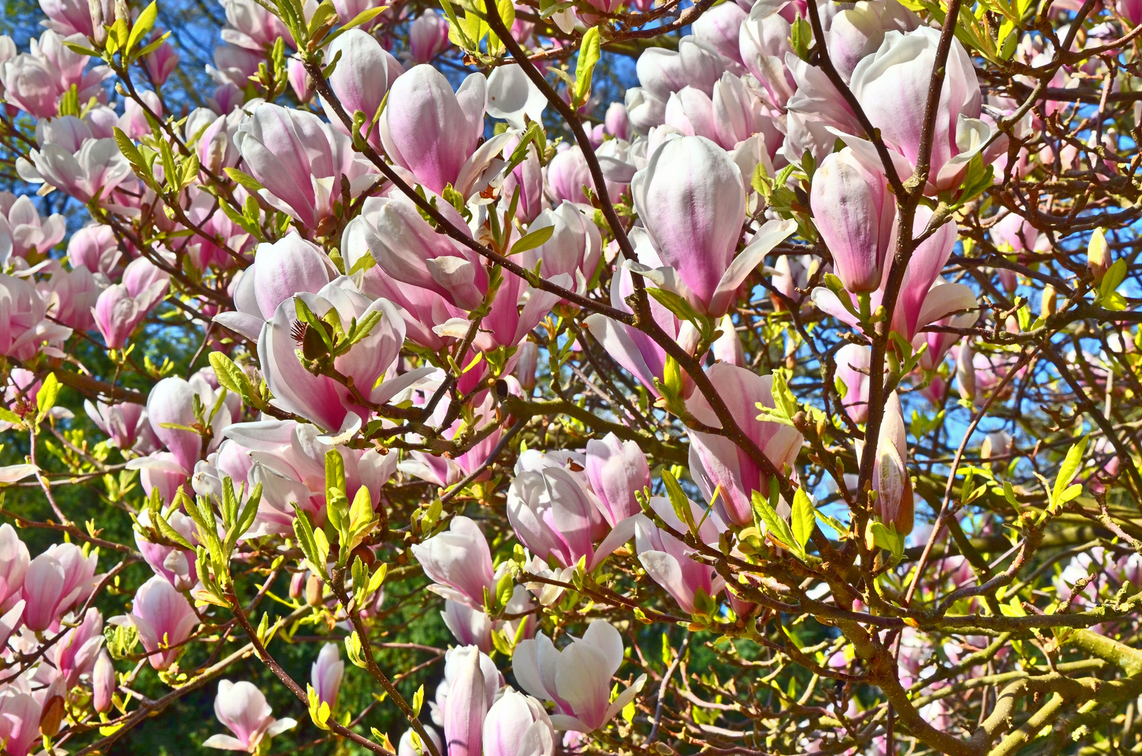 Magnolienbaum