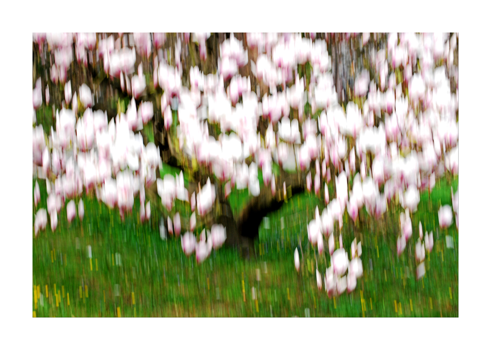 magnolienbaum 4