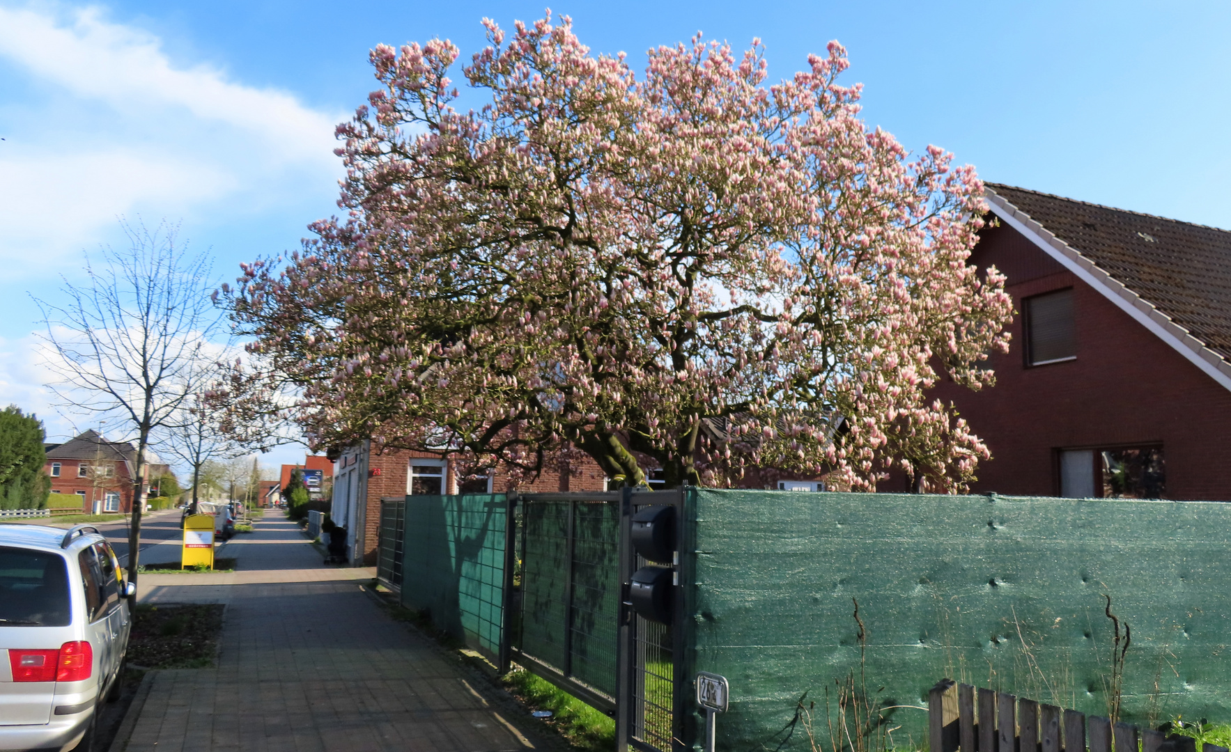 Magnolienbaum 