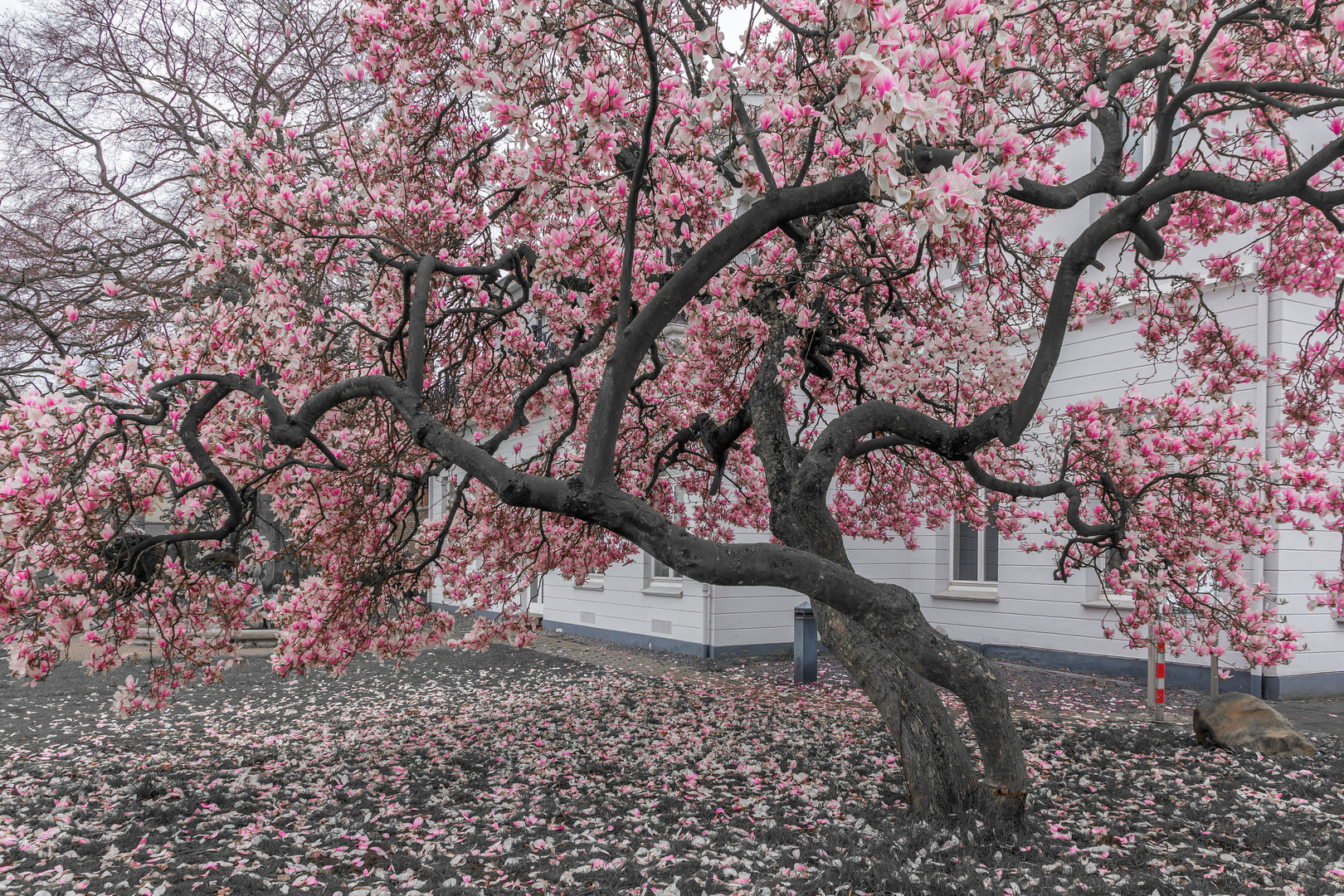 Magnolienbaum