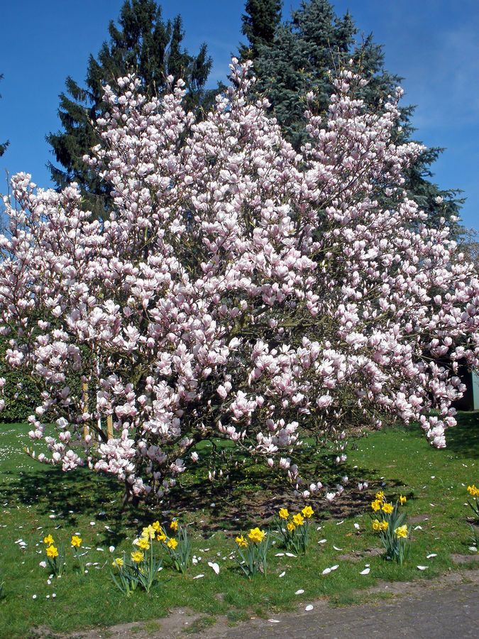 Magnolienbaum