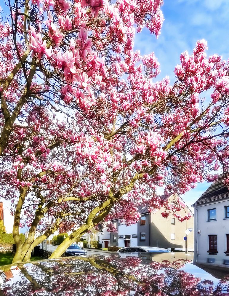 Magnolienbaum