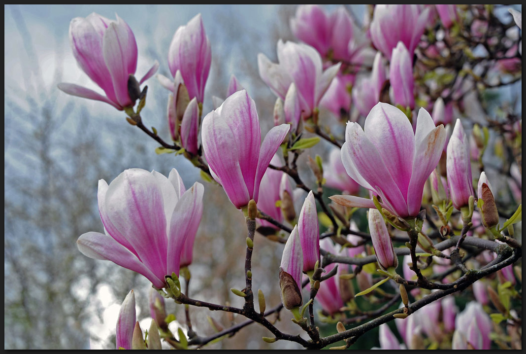 Magnolienbaum