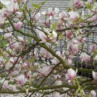 Magnolienbaum am Ende der Blüte